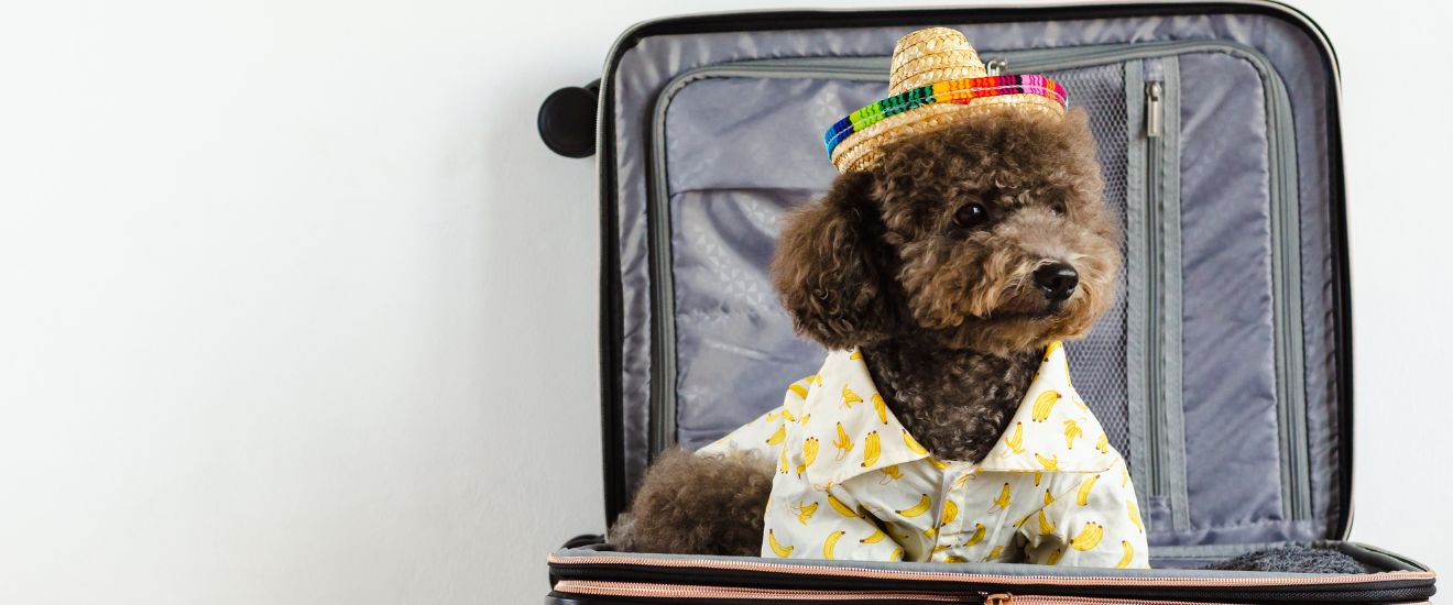 5 Tips for Creating a Pet-Friendly Vacation Rental