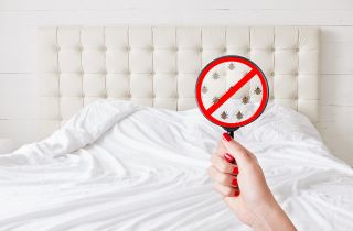 Is Your Accommodation Hiding Unwanted Guests - Bed Bugs?